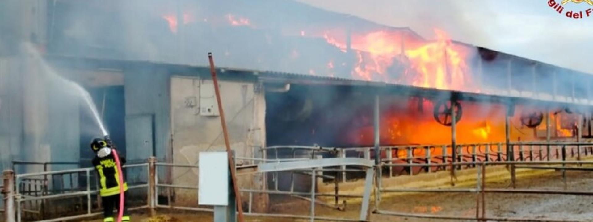 Marche - Violento incendio devasta un'azienda agricola: salvo il bestiame
