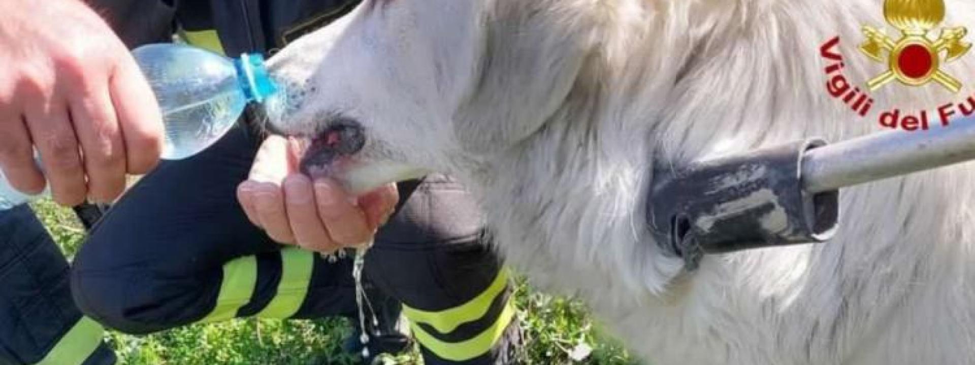Marche - Resta intrappolato in un laccio per cinghiali: cane salvato dai pompieri