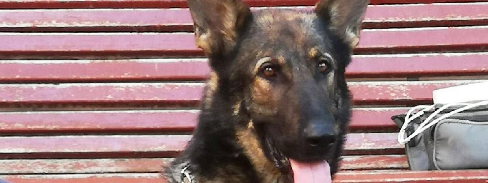 Marche - Spaccia in monopattino, ma viene scoperto grazie al fiuto del cane Billy