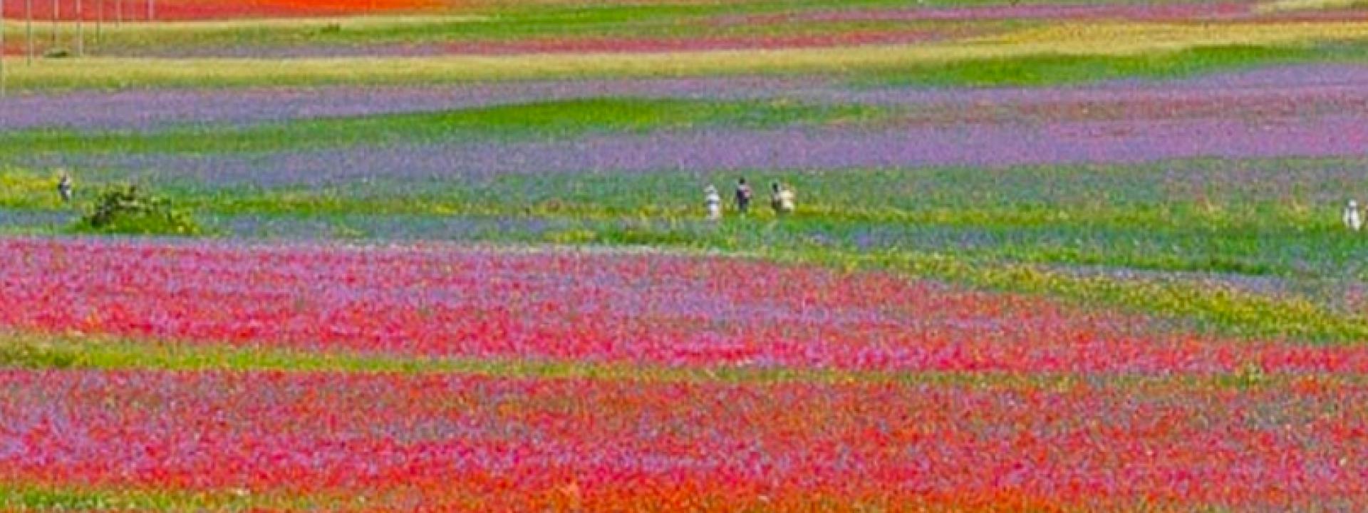 Fioritura di Castelluccio, tornano le navette Contram per raggiungere l’altopiano