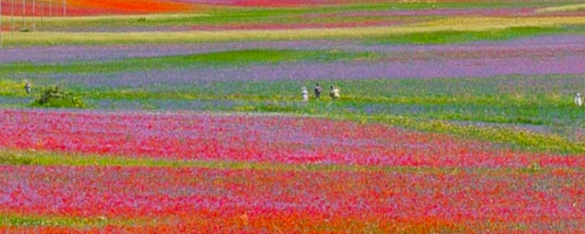Fioritura di Castelluccio, tornano le navette Contram per raggiungere l’altopiano
