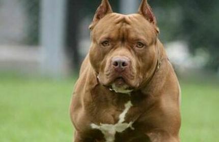 Marche - Aggredita dal pitbull del fidanzato: 22enne ricoverata a Torrette