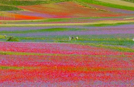 Fioritura di Castelluccio, tornano le navette Contram per raggiungere l’altopiano