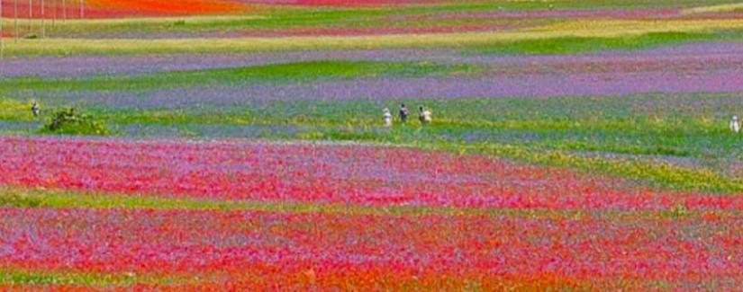 Fioritura di Castelluccio, tornano le navette Contram per raggiungere l’altopiano