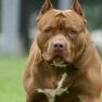 Marche - Aggredita dal pitbull del fidanzato: 22enne ricoverata a Torrette