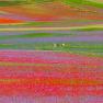 Fioritura di Castelluccio, tornano le navette Contram per raggiungere l’altopiano